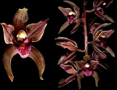 Cymbidium devonianum